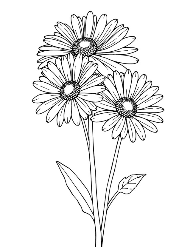 Aster flower with petal coloring page